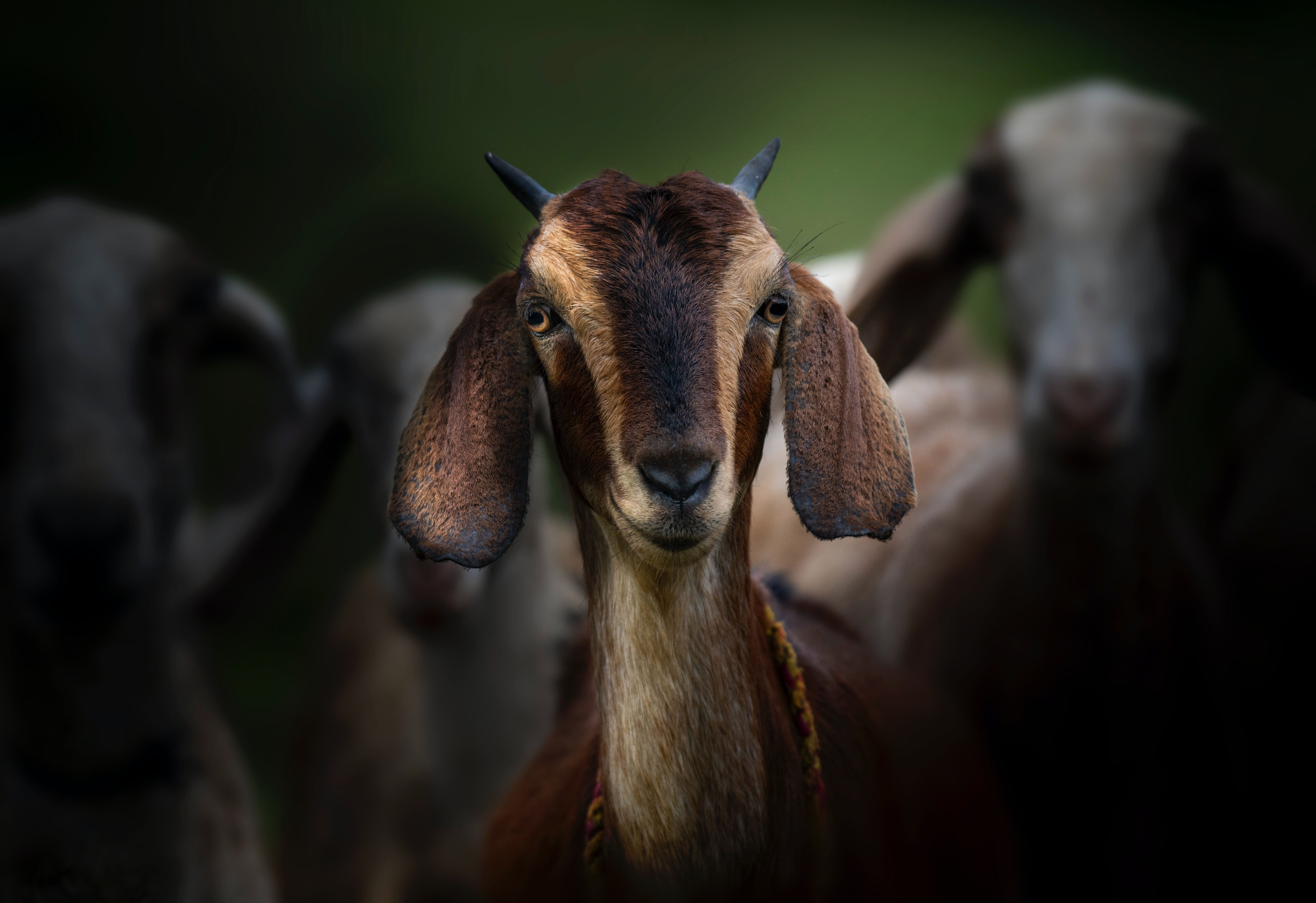 pexels-rajukhan-pathan-9198768.jpg
